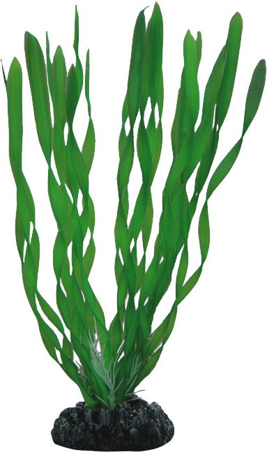 Hobby Vallisneria (46 cm)
