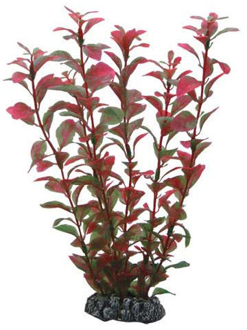 Hobby Ludwigia (25 cm)