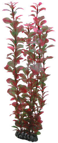 Hobby Ludwigia (34 cm)
