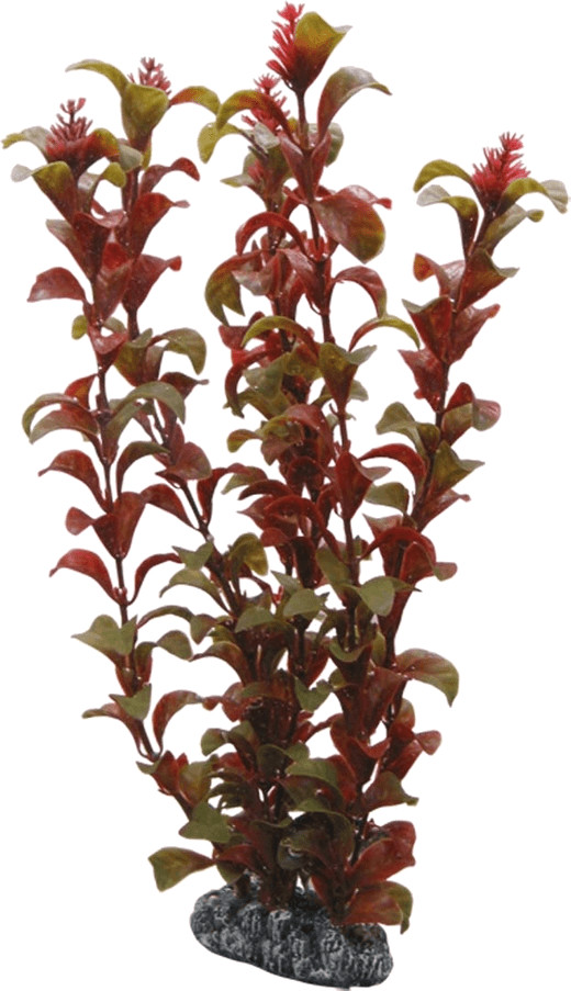 Hobby Rotala (30 cm)