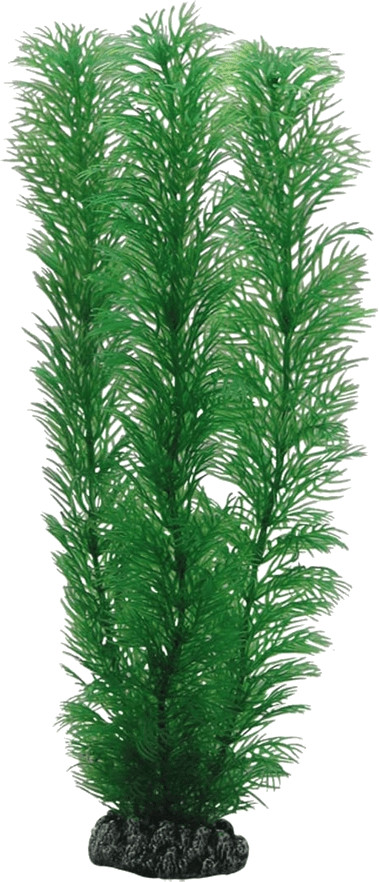 Hobby Egeria (20 cm)