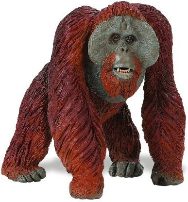 Safari Orang-outang de Borneo (112289)