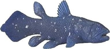 Safari Coelacanthe (285729)
