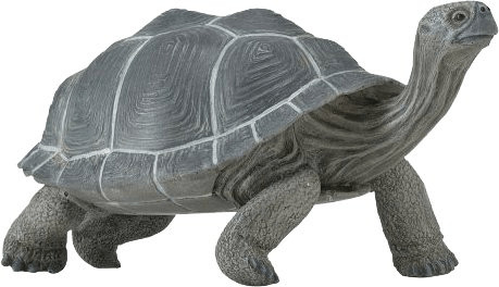 Safari Tortue des Galapagos (260729)