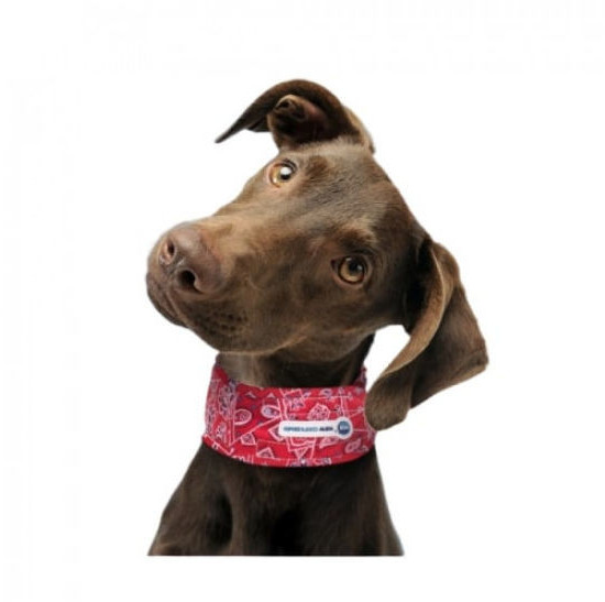 Animal Gear Kühl dog collar (35 cm)