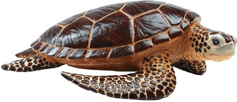 Safari Tortue de mer (260429)