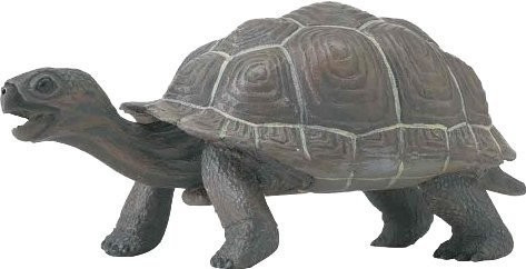 Safari Bébé tortue des Galapagos (260829)