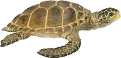 Safari Tortue (220229)