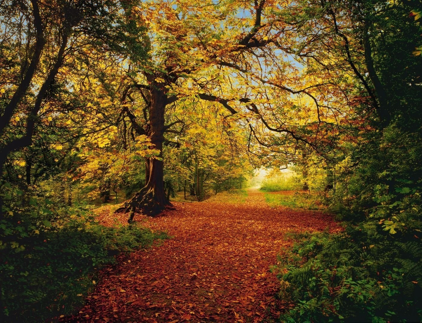 Komar Toile Sentier forestier en automne
