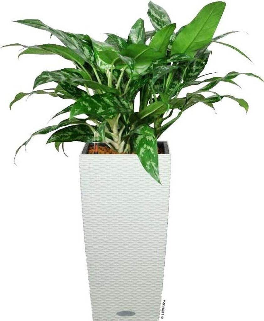 Lechuza Lechuza Cubico Cottage 40 All-in-One Set granite - view 18