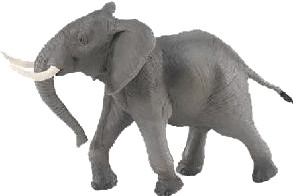 Safari 295629
