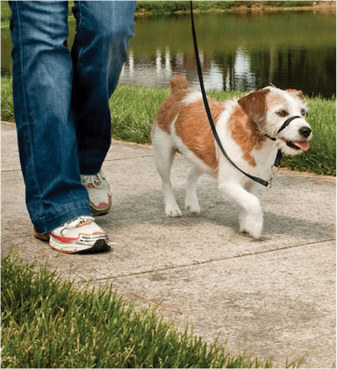 Petsafe Licol pour chien S