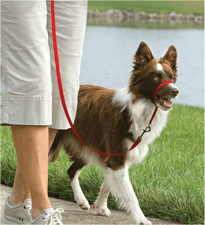 Petsafe Licol pour chien M Petsafe Licol pour chien M