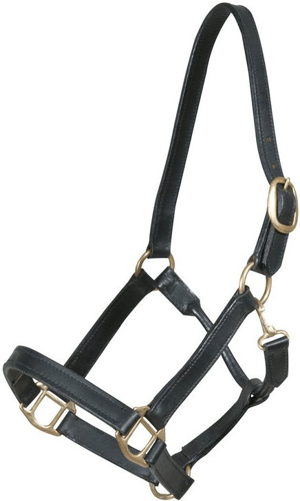 Pfiff Licol en cuir