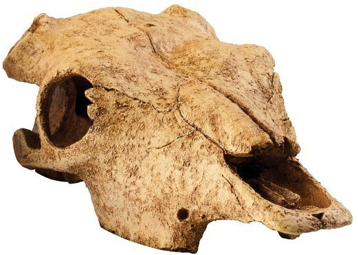 Exo Terra Buffalo Skull (24 x 14 x 9 cm)