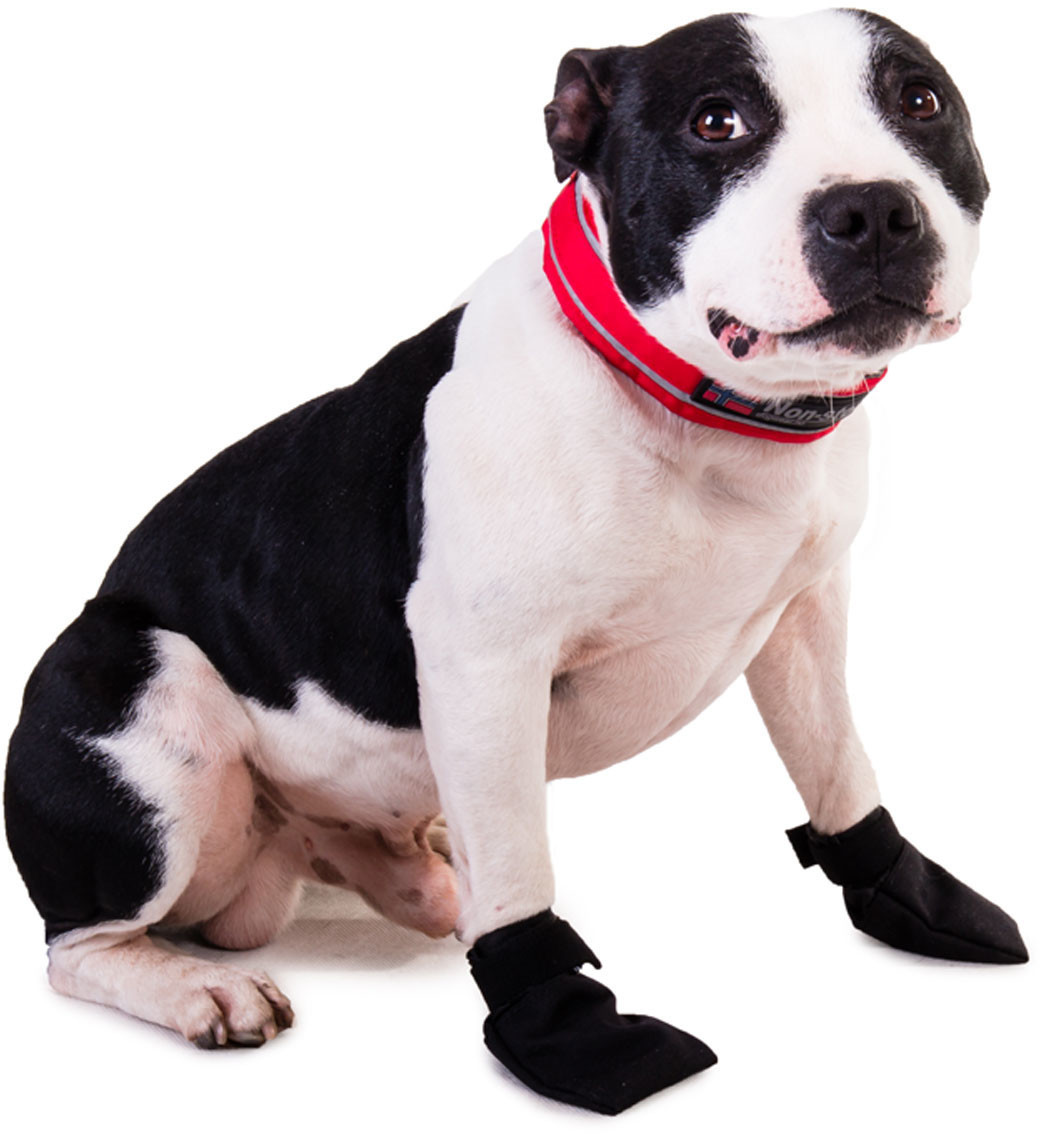 Non-stop dogwear Chaussures pour chien S