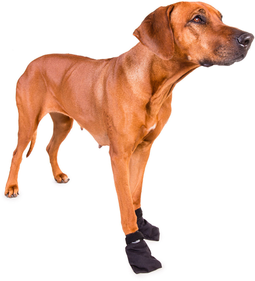 Non-stop dogwear Chaussures pour chien S
