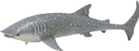 Safari Requin-baleine (210602)