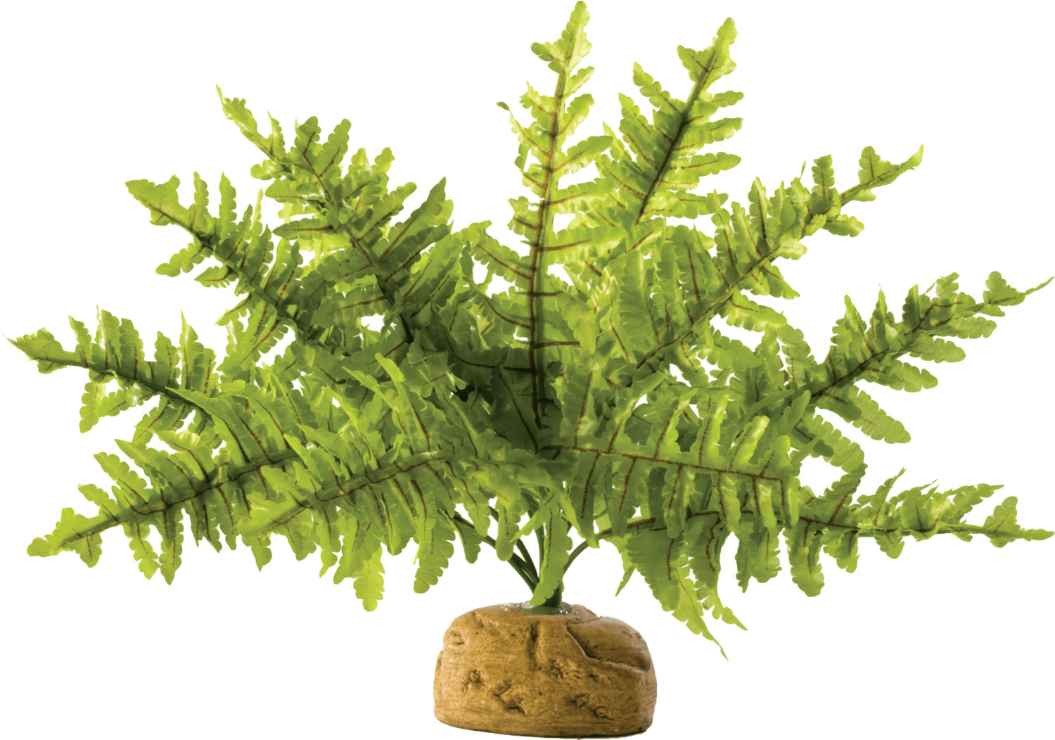 Exo Terra Boston Fern small