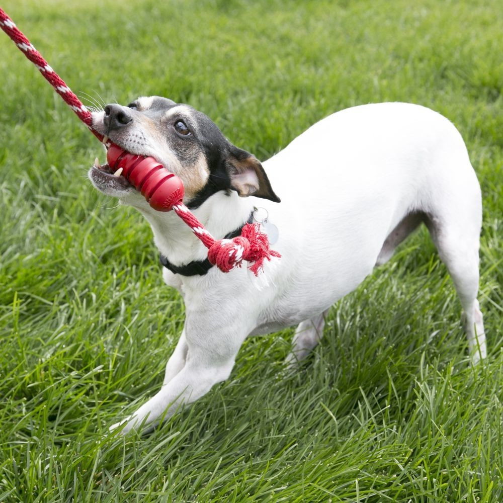 Kong Jouet d'occupation pour chien Kong Jouet d'occupation pour chien