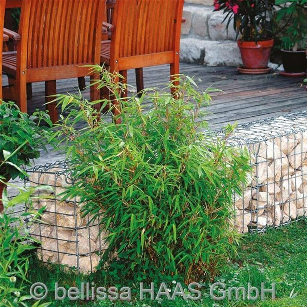 Bellissa 97115
