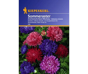 Kiepenkerl Sommeraster Amerikanische Busch Mischung