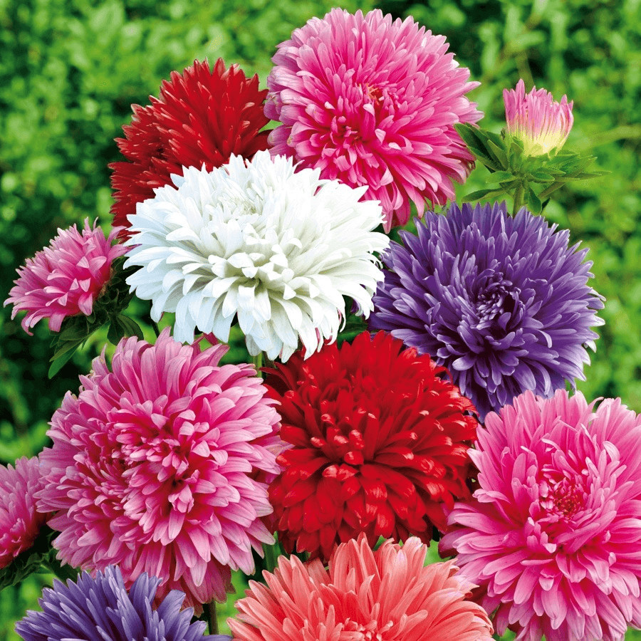 Kiepenkerl Kiepenkerl Sommeraster Amerikanische Busch Mischung - side view