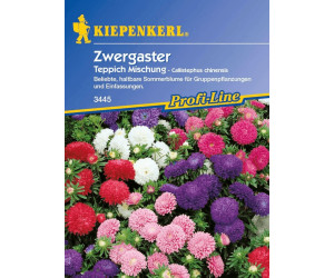Kiepenkerl Zwergaster Teppich Mischung