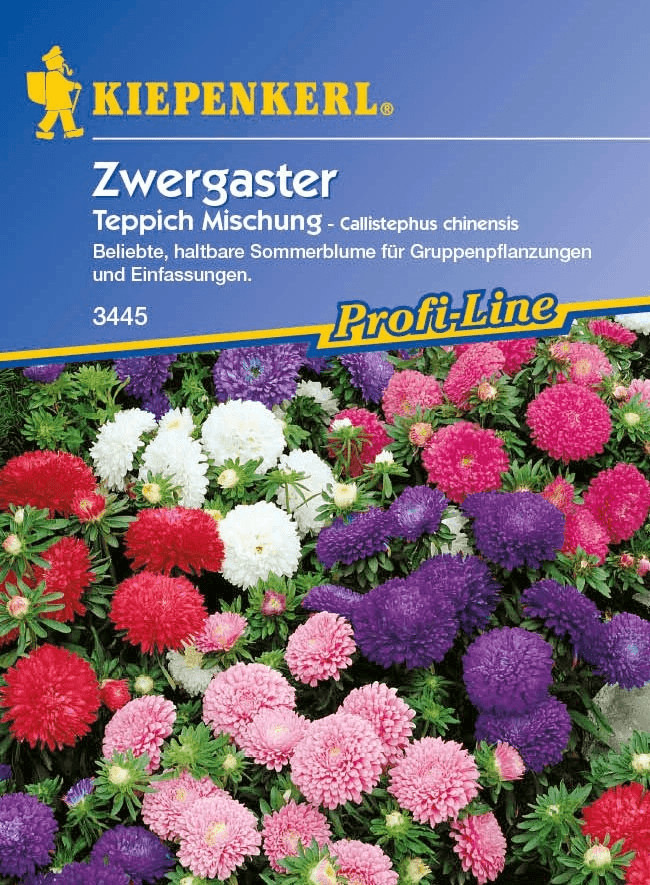 Kiepenkerl Zwergaster Teppich Mischung