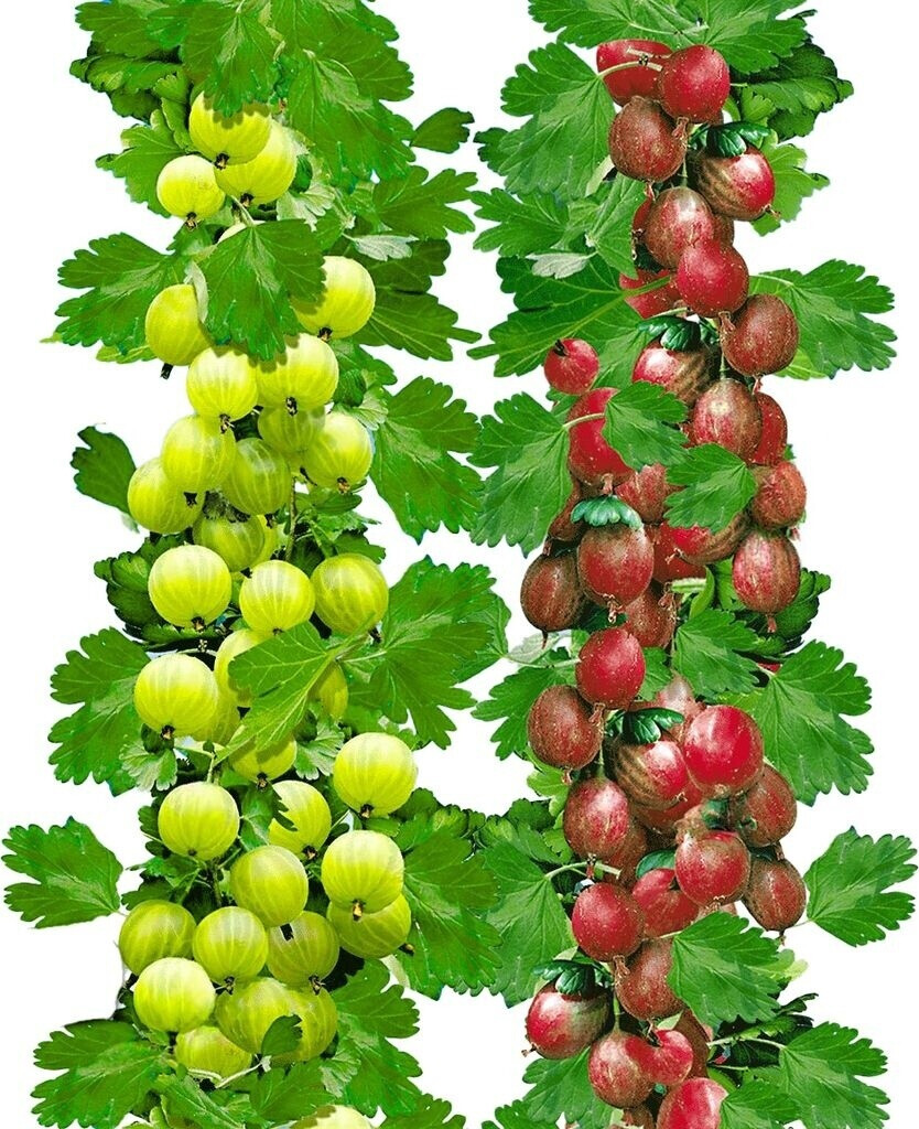 baldur garten de