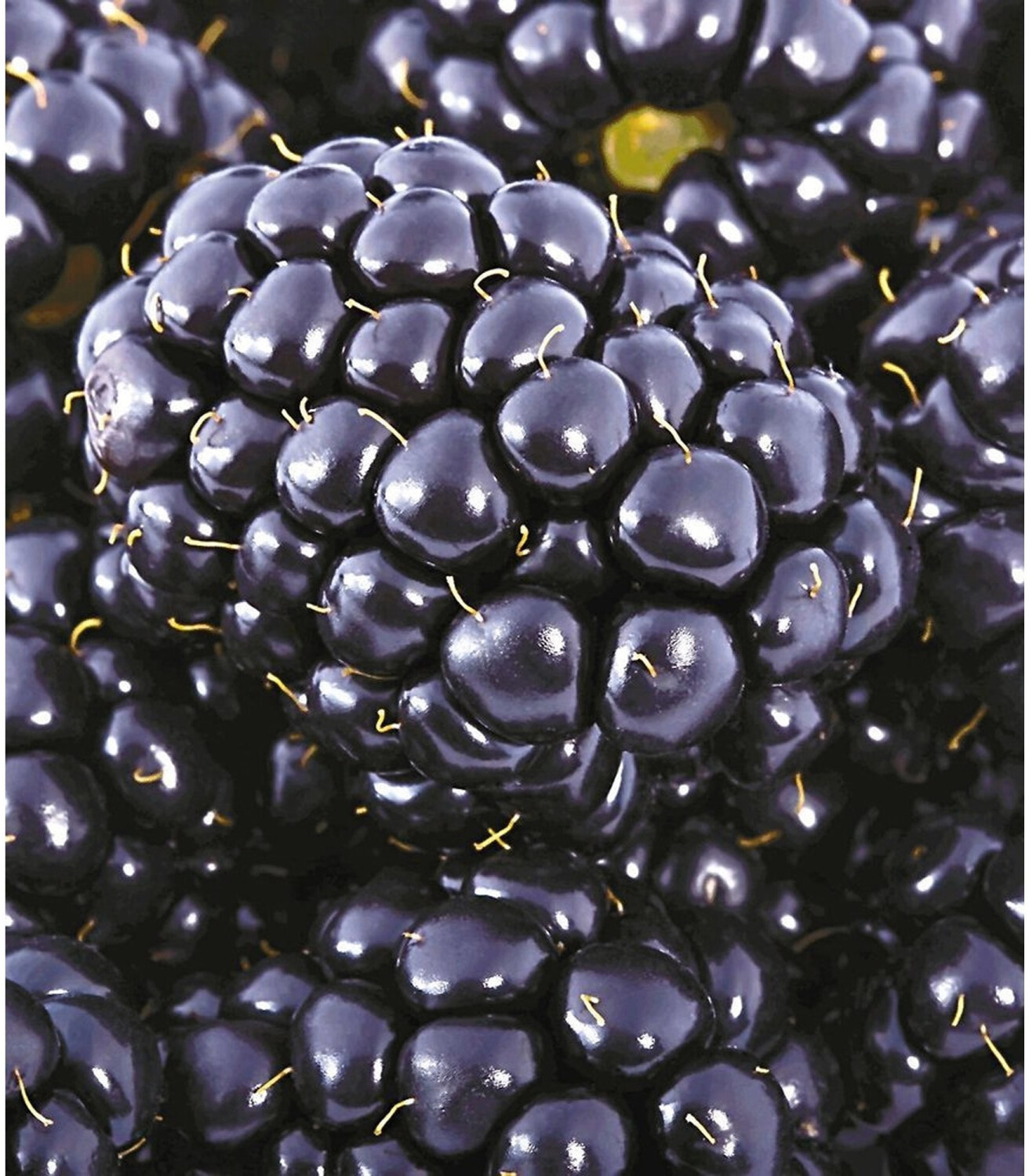 BaldurGarten Brombeere Big Max XXL (1 Pflanze) ab 9,99