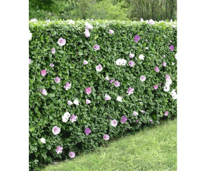 Baldur Garten Hibiskus Hecke 40 60cm 10 Pflanzen Ab 24 90