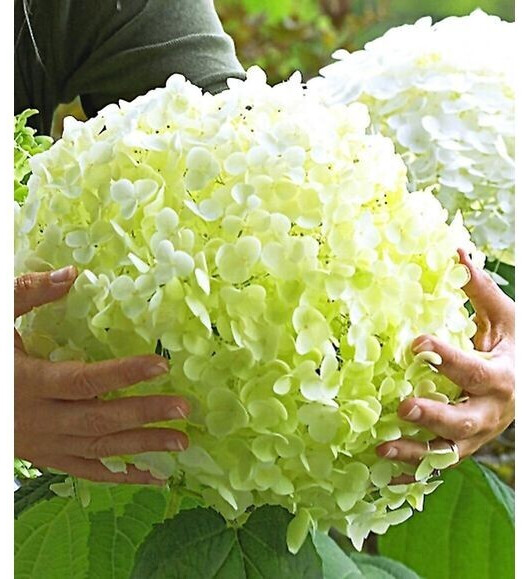 BaldurGarten FreilandHortensie Incrediball (1 Pflanze