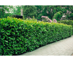 Dominik Gartenparadies Kirschlorbeerhecke Caucasica 6080cm ab 26,99