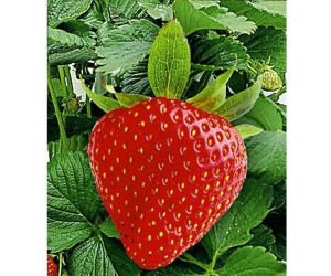 BaldurGarten KletterErdbeere Hummi (3 Pflanzen) ab 12,49 € (April