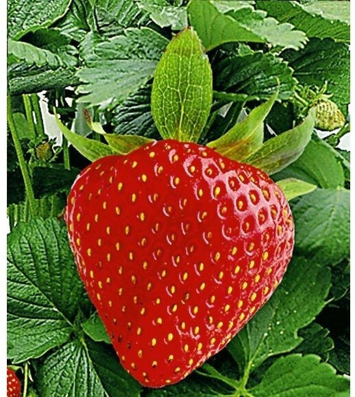 BaldurGarten KletterErdbeere Hummi (3 Pflanzen) ab 12,49 € (April