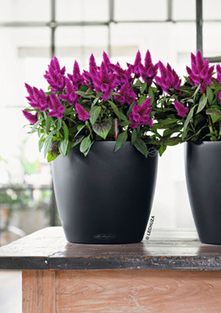 Lechuza Lechuza Classico Color 21 All-in-One Set slate grey - view 12