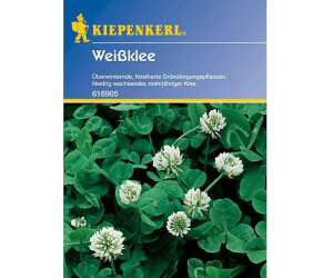bellis künstlich Daisy, English White (Bellis Perennis) Flower seeds – SeedsNow.com main image 1