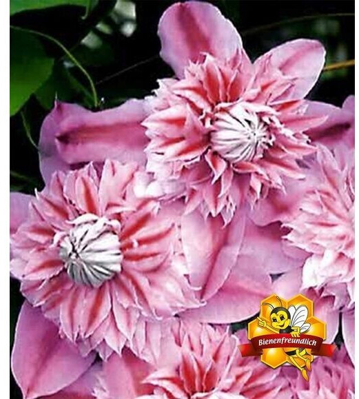 BaldurGarten Clematis Josephine Evijohill (1 Pflanze) ab