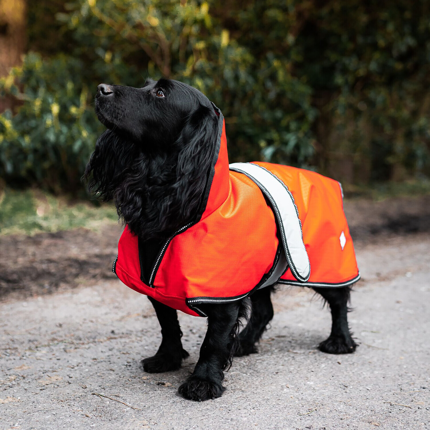 Danish Design Manteau pour chien  orange