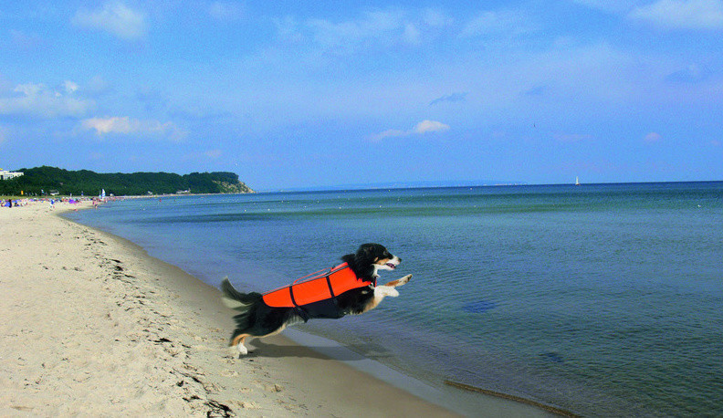 Heim Gilet de sauvetage pour chien S Heim Gilet de sauvetage pour chien S
