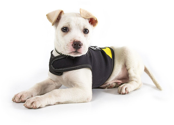 Julius K-9 Manteau pour chien Julius K-9 Manteau pour chien