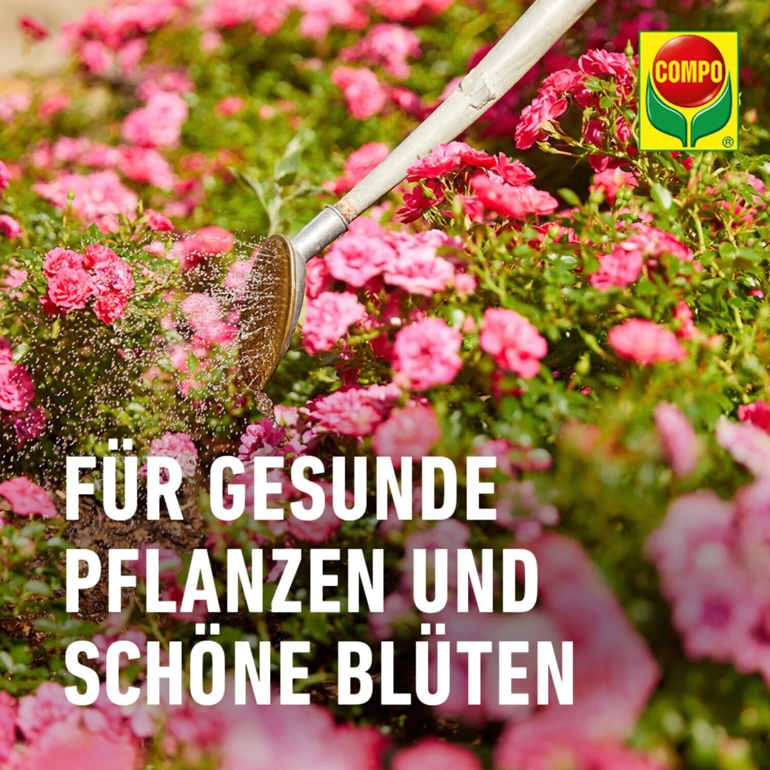 compo palmenerde COMPO SANA Grnpflanzen- und Palmenerde kaufen