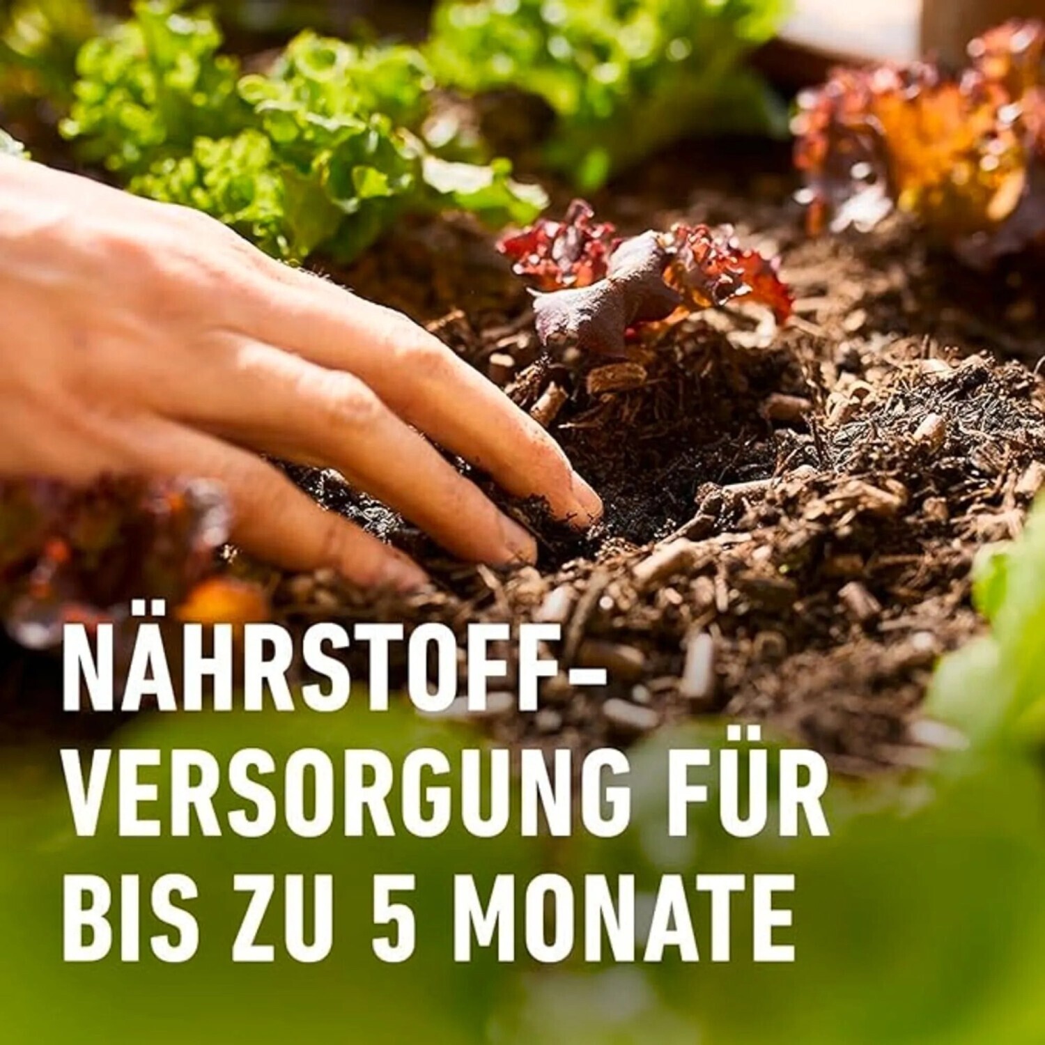 COMPO Bio Universal Langzeit-Dnger mit Schafwolle 2 kg ab 10.87  |  Vergleiche 16 Angebote auf idealo.de