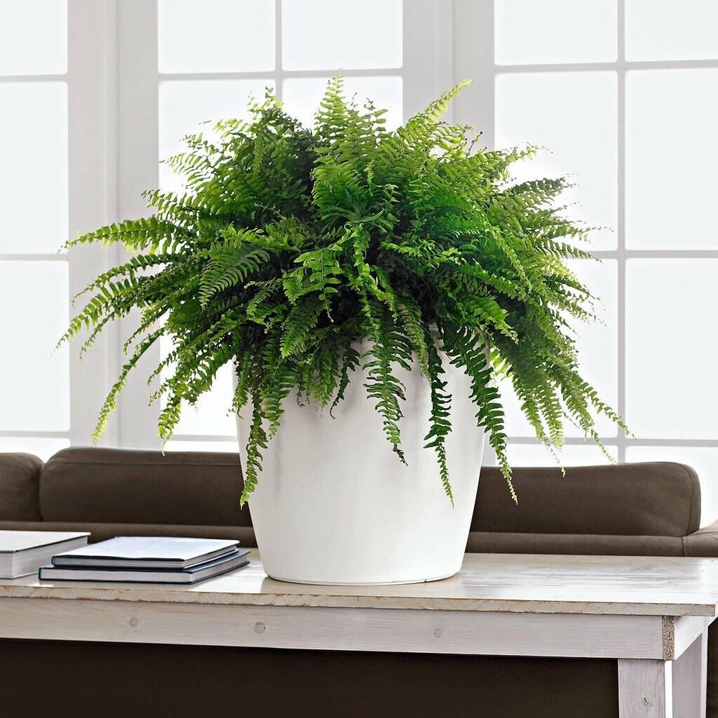 Lechuza Lechuza Classico Color 35/33 cm slate - view 13