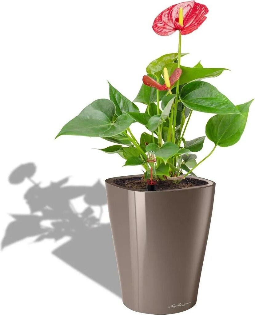 Lechuza Lechuza Deltini All-in-One Set taupe - view 29