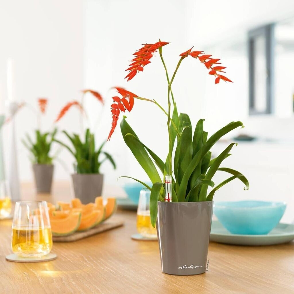 Lechuza Lechuza Deltini All-in-One Set taupe - view 32