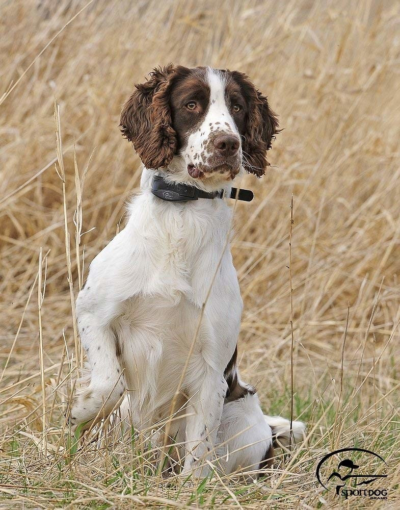 Sportdog Collier anti-aboiement SD