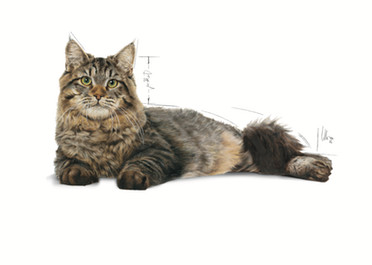 Royal Canin Croquettes pour chat Urinary