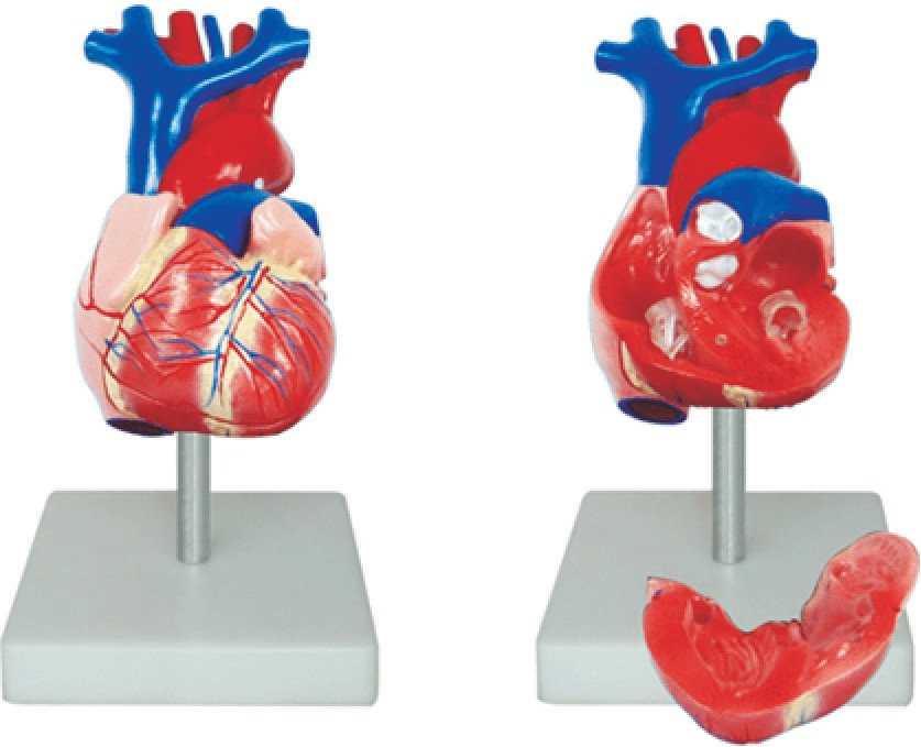 66Fit Life Size Heart Model
